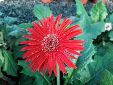 gerbera da gazania papatya olarak adlandırılan