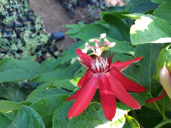 Passiflora incamata roja — Foto de Stock