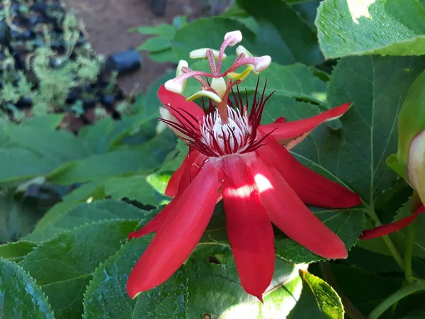 Passiflora incamata roja — Foto de Stock