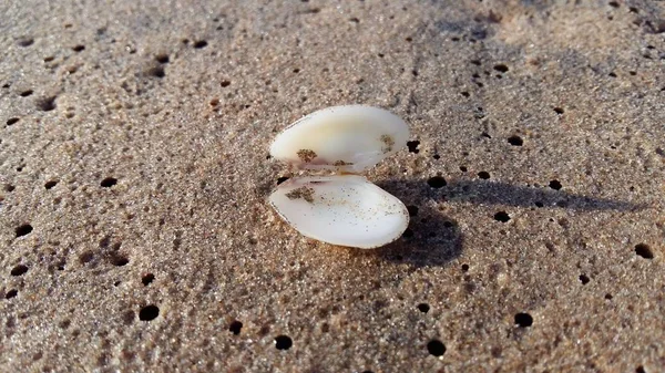 Deniz kıyısında deniz kabuğu — Stok fotoğraf