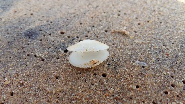 Concha marina en la orilla del mar —  Fotos de Stock