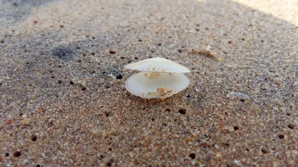 Deniz kıyısında deniz kabuğu — Stok fotoğraf