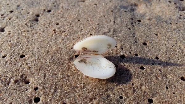 Deniz kıyısında deniz kabuğu — Stok fotoğraf