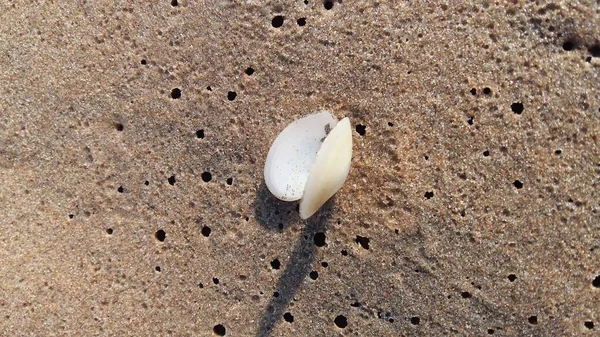 Морская раковина на берегу моря — стоковое фото