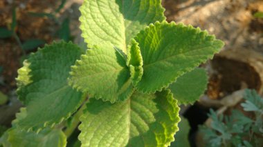 Plectranthus amboinicus yakın çekim