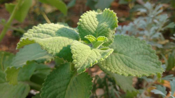 Plectranthus amboinicus closeup — Stock Photo, Image