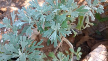 Artemisia absinthium clipart