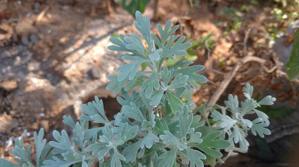 Artemisia absenta — Foto de Stock