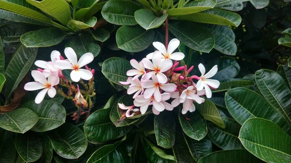 Obecný trpasličí Singapur růžový Plumeria Frangipani — Stock fotografie