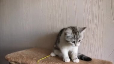 İskoç fold kedi. Evcil hayvan. Yavru kedi