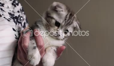 İskoç fold kedi. Evcil hayvan. Yavru kedi