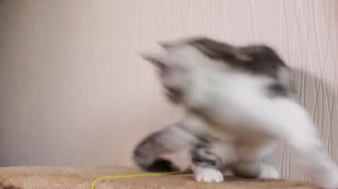 İskoç fold kedi. Evcil hayvan. Yavru kedi