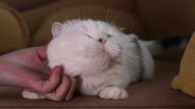 İskoç fold kedi. Evcil hayvan. Yavru kedi