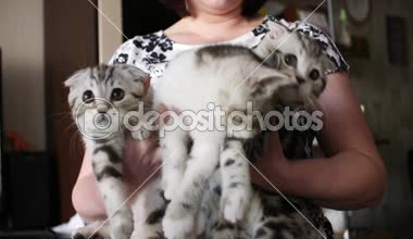 İskoç fold kedi. Evcil hayvan. Yavru kedi