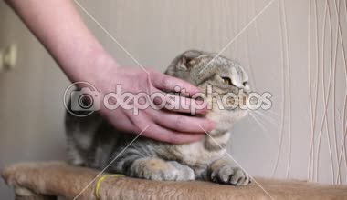 İskoç fold kedi. Evcil hayvan. Yavru kedi