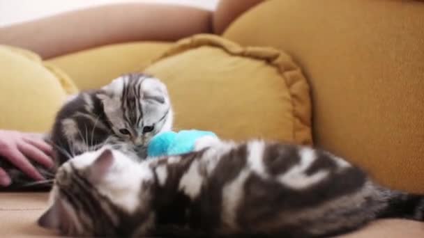 Schotse Vouwen Kat Huisdieren Kitten — Stockvideo