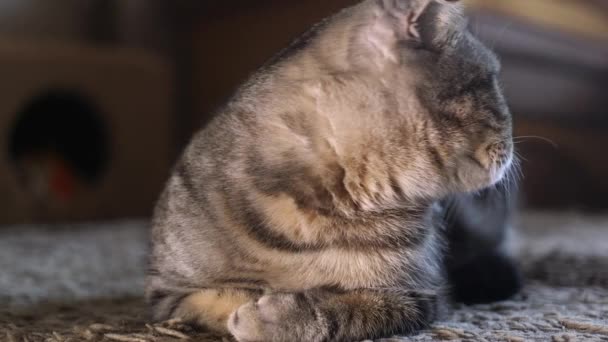 Scottish Διπλώνετε Γάτα Κατοικίδια Ζώα Γατάκι — Αρχείο Βίντεο