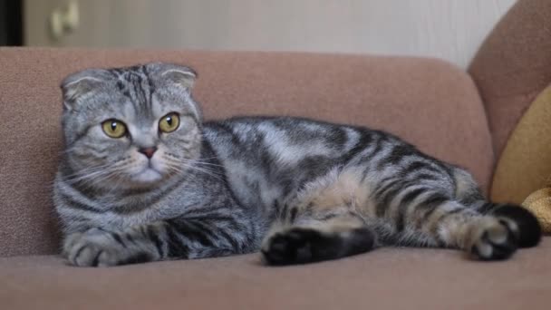 Gatto Scozzese Animali Gattino — Video Stock