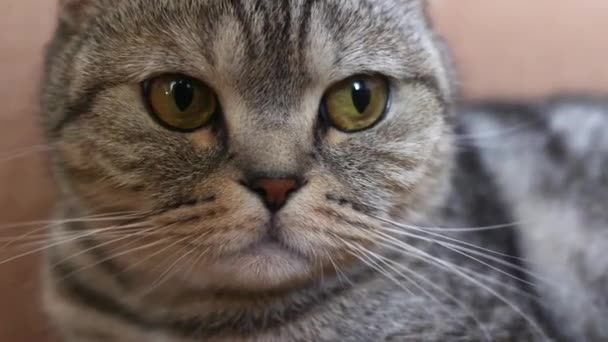 Schotse Vouwen Kat Huisdieren Kitten — Stockvideo