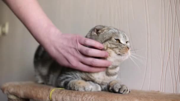 Szkocki Zwisłouchy Kot Zwierzęta Kotek — Wideo stockowe