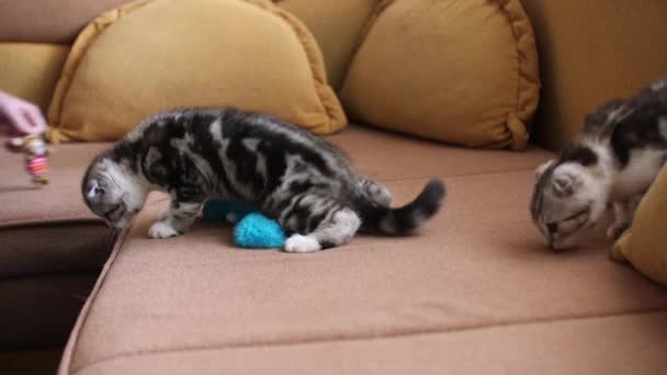 Schottische Falte Und Schottische Gerade Kätzchen Spielen — Stockvideo