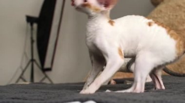 Cornish Rex sıradışı saç, büyük kulaklar ve gözler bir kedidir. Video onlar oynamak, koş ve atlama.
