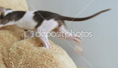 Cornish Rex sıradışı saç, büyük kulaklar ve gözler bir kedidir. Video onlar oynamak, koş ve atlama.