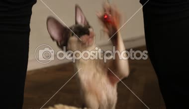 Cornish Rex sıradışı saç, büyük kulaklar ve gözler bir kedidir. Video onlar oynamak, koş ve atlama.