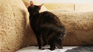 Cornish Rex sıradışı saç, büyük kulaklar ve gözler bir kedidir. Video onlar oynamak, koş ve atlama.