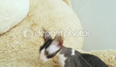 Cornish Rex sıradışı saç, büyük kulaklar ve gözler bir kedidir. Video onlar oynamak, koş ve atlama.