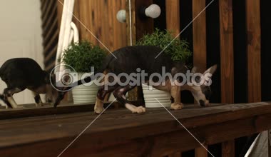 Cornish Rex sıradışı saç, büyük kulaklar ve gözler bir kedidir. Video onlar oynamak, koş ve atlama.