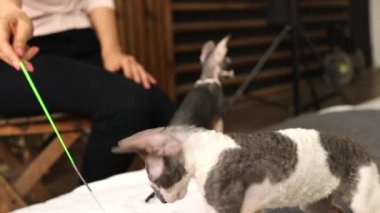 Cornish Rex sıradışı saç, büyük kulaklar ve gözler bir kedidir. Video onlar oynamak, koş ve atlama.