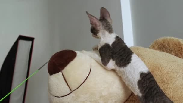 Cornish Rex Gato Com Cabelo Incomum Orelhas Grandes Olhos Vídeo — Vídeo de Stock