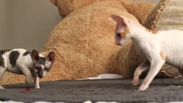 Cornish Rex Gato Con Pelo Inusual Orejas Grandes Ojos Vídeo — Vídeo de stock