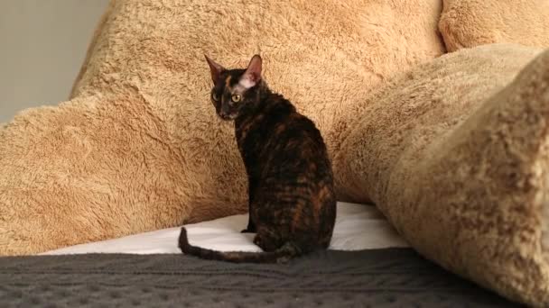 Cornish Rex Een Kat Met Ongebruikelijke Haar Grote Oren Ogen — Stockvideo