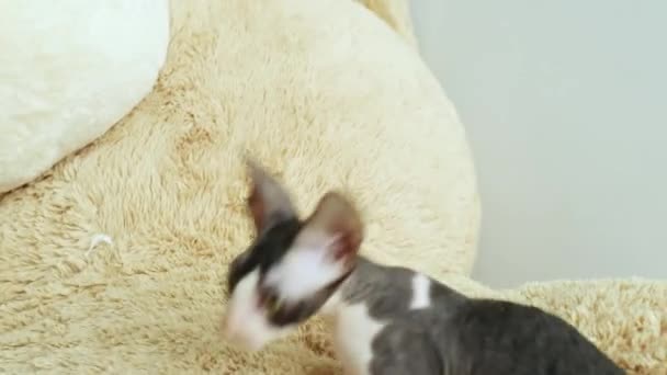 康沃尔雷克斯是一只猫 头发不寻常 耳朵和眼睛都很大 在视频中他们玩 跑和跳跃 — 图库视频影像