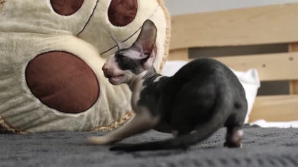 Cornish Rex Cat Unusual Hair Big Ears Eyes Video Play — Stock Video