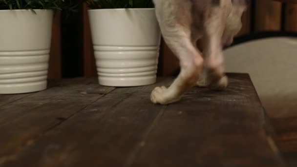 Cornish Rex Gato Com Cabelo Incomum Orelhas Grandes Olhos Vídeo — Vídeo de Stock