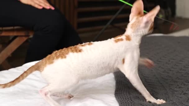 康沃尔雷克斯是一只猫 头发不寻常 耳朵和眼睛都很大 在视频中他们玩 跑和跳跃 — 图库视频影像
