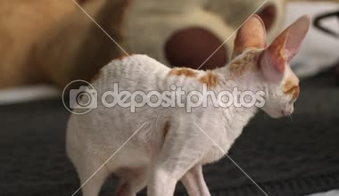 Cornish Rex sıradışı saç, büyük kulaklar ve gözler bir kedidir. Video onlar oynamak, koş ve atlama.