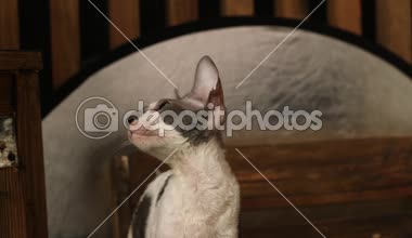 Cornish Rex sıradışı saç, büyük kulaklar ve gözler bir kedidir. Video onlar oynamak, koş ve atlama.
