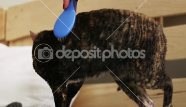Cornish Rex sıradışı saç, büyük kulaklar ve gözler bir kedidir. Video onlar oynamak, koş ve atlama.