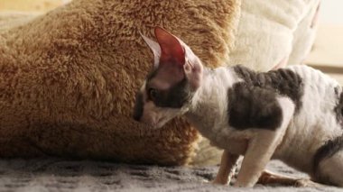 Cornish Rex sıradışı saç, büyük kulaklar ve gözler bir kedidir. Video onlar oynamak, koş ve atlama.