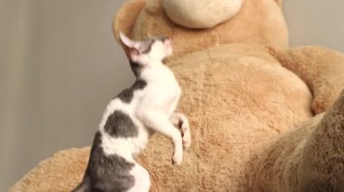Cornish Rex sıradışı saç, büyük kulaklar ve gözler bir kedidir. Video onlar oynamak, koş ve atlama.
