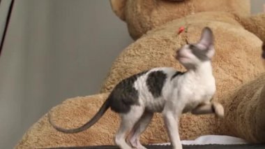 Cornish Rex sıradışı saç, büyük kulaklar ve gözler bir kedidir. Video onlar oynamak, koş ve atlama.