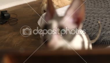 Cornish Rex sıradışı saç, büyük kulaklar ve gözler bir kedidir. Video onlar oynamak, koş ve atlama.