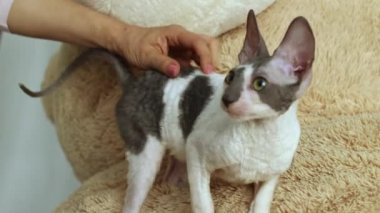 Cornish Rex sıradışı saç, büyük kulaklar ve gözler bir kedidir. Video onlar oynamak, koş ve atlama.