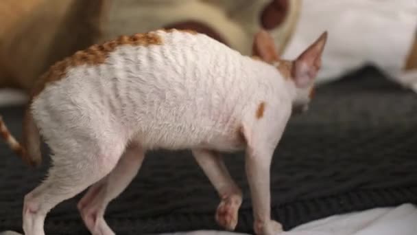 Cornish Rex Een Kat Met Ongebruikelijke Haar Grote Oren Ogen — Stockvideo