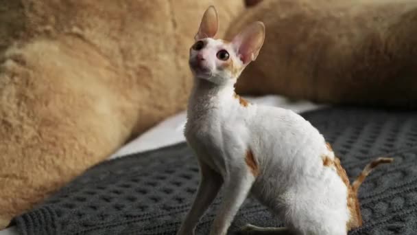 Cornish Rex Cat Unusual Hair Big Ears Eyes Video Play — Stock Video