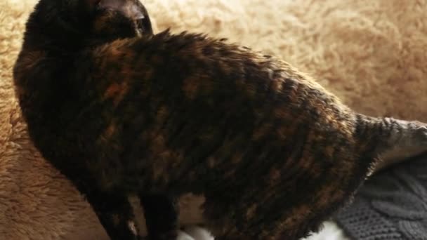 コーニッシュレックスは 異常な髪 大きな耳と目の猫です ビデオの再生 実行し ジャンプ — ストック動画